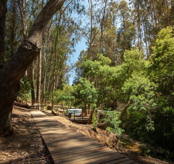 Barrio Foresta Reñaca